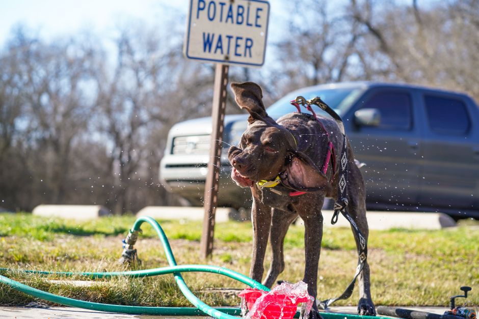 A happy dog shakes off water after playing outdoors near a potable water sign.