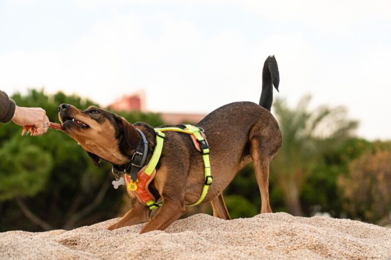 A playful dog tugging on a toy outdoors in a sandy area, showing joy and energy.