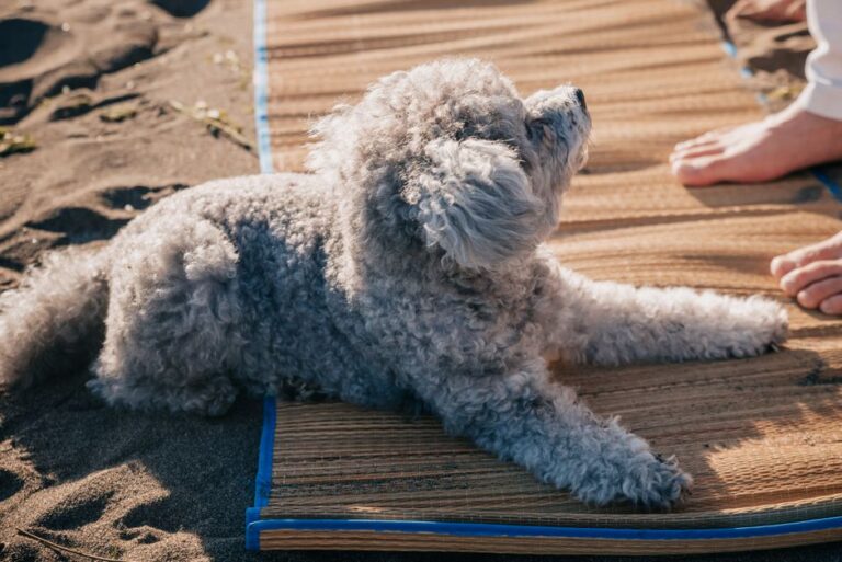 Adorable gray poodle lying on a woven mat on a sandy surface, enjoying a sunny day.