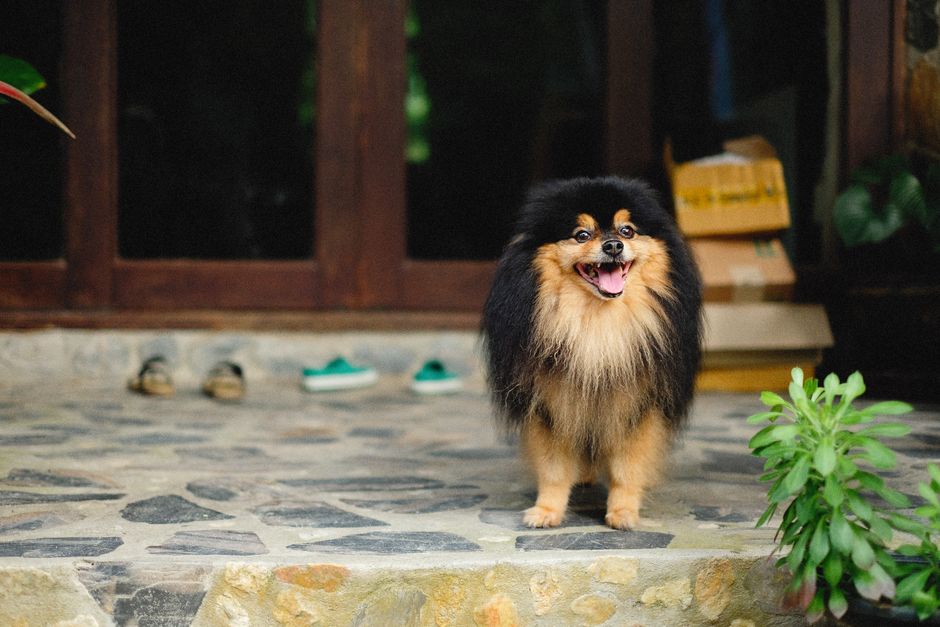 Adorable Pomeranian dog joyfully standing at an entrance, showcasing fluffy fur.