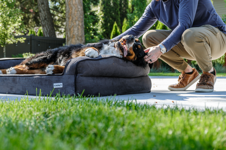Happy Bernese Mountain Dog enjoying the sunshine on a comfortable dog bed outdoors.