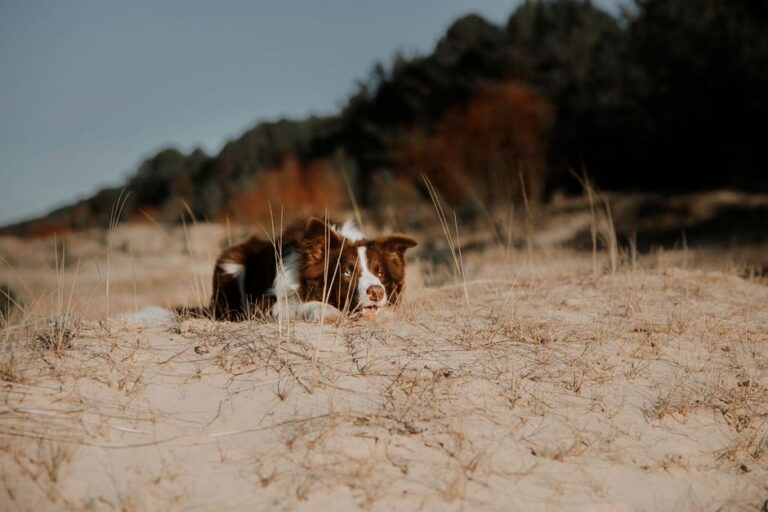 A brown and white dog lying on a sandy beach surrounded by grass in daylight.