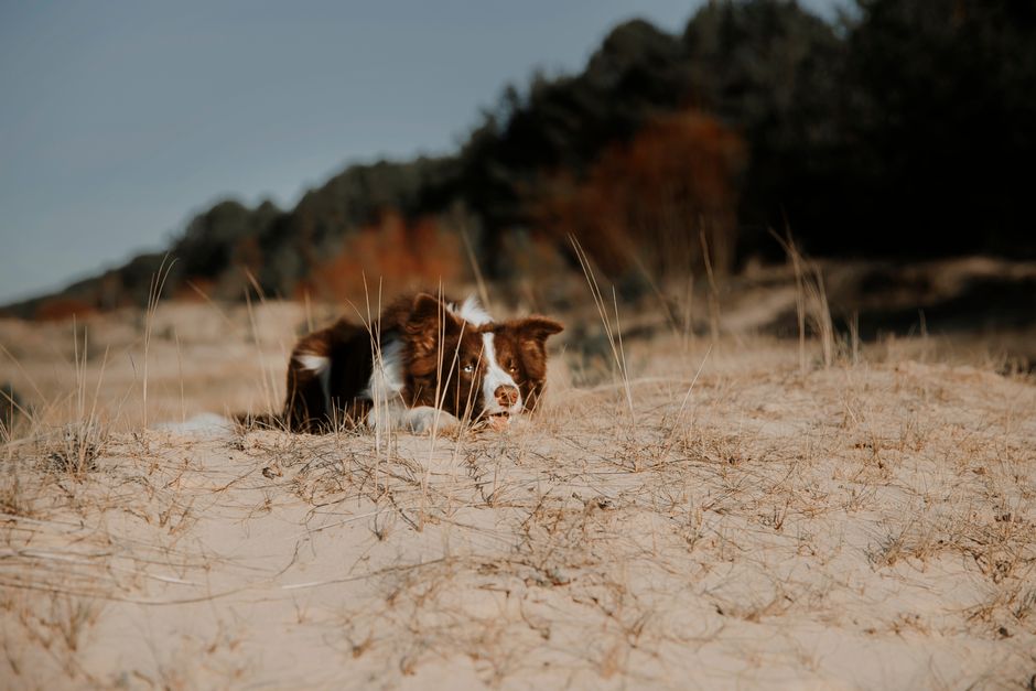 A brown and white dog lying on a sandy beach surrounded by grass in daylight.