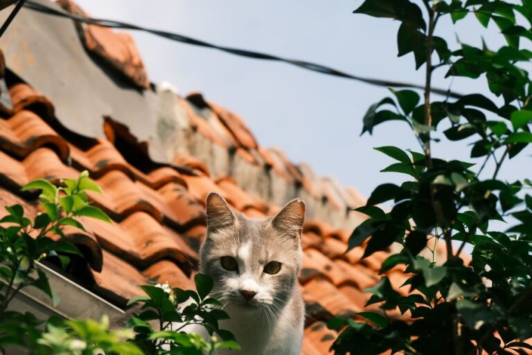 A curious cat peers from behind leaves, framed by a classic red-tiled roof.