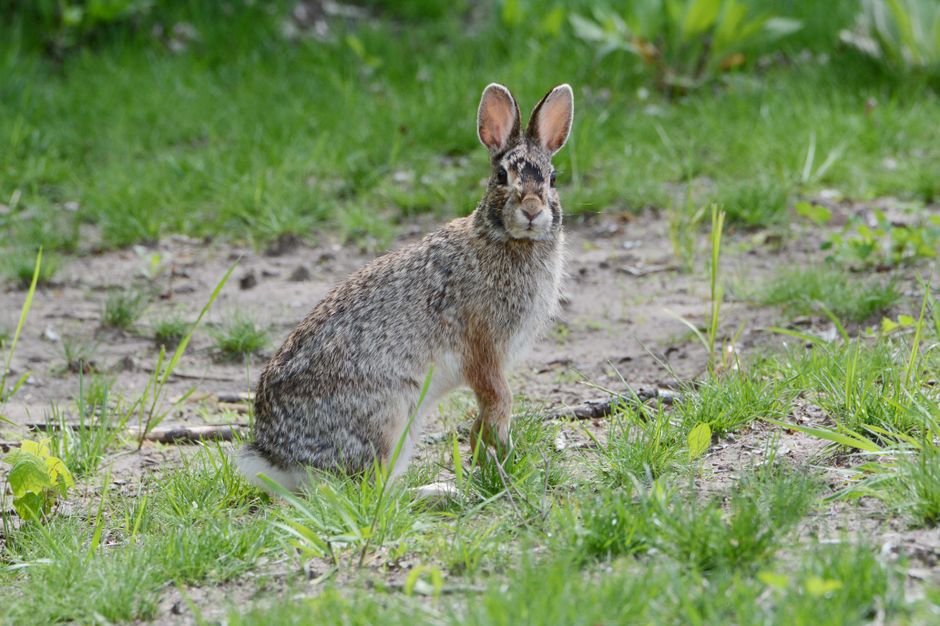 A cute cottontail rabbit gazing in a verdant spring meadow in Brooklyn Park, Minnesota, USA.
