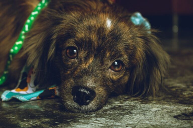 A detailed close-up photo of a puppy resting on a floor indoors, showcasing its expressive eyes.