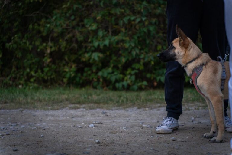 A German Shepherd dog stands attentively next to a person in a park setting.