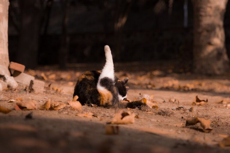 A tricolor cat cleaning itself on the ground surrounded by fallen leaves in an outdoor setting.
