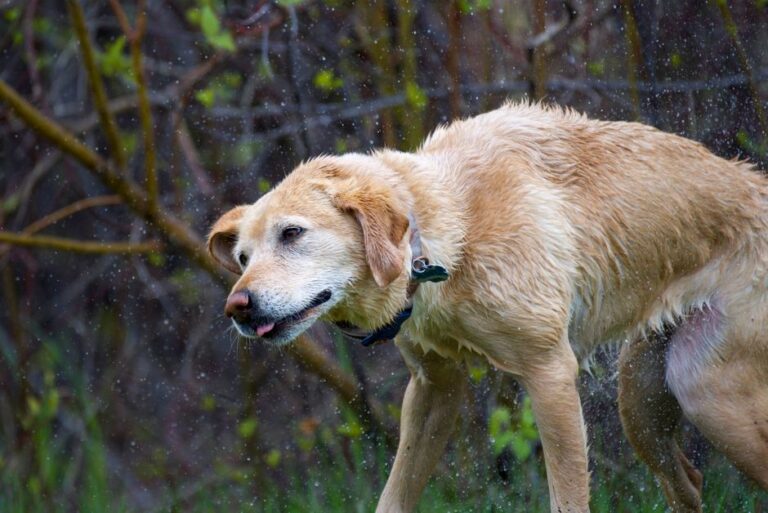 A wet Golden Retriever shaking off water in a wild outdoor setting.