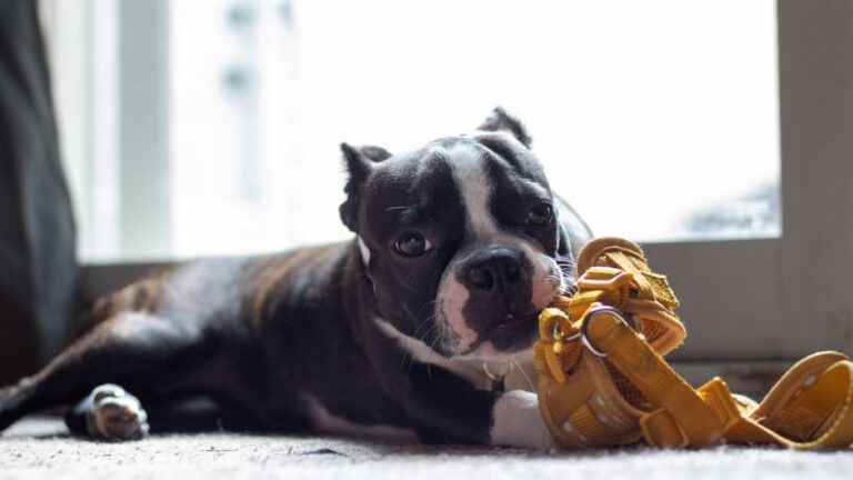 Adorable Boston Terrier puppy chewing on a yellow harness by the window indoors.