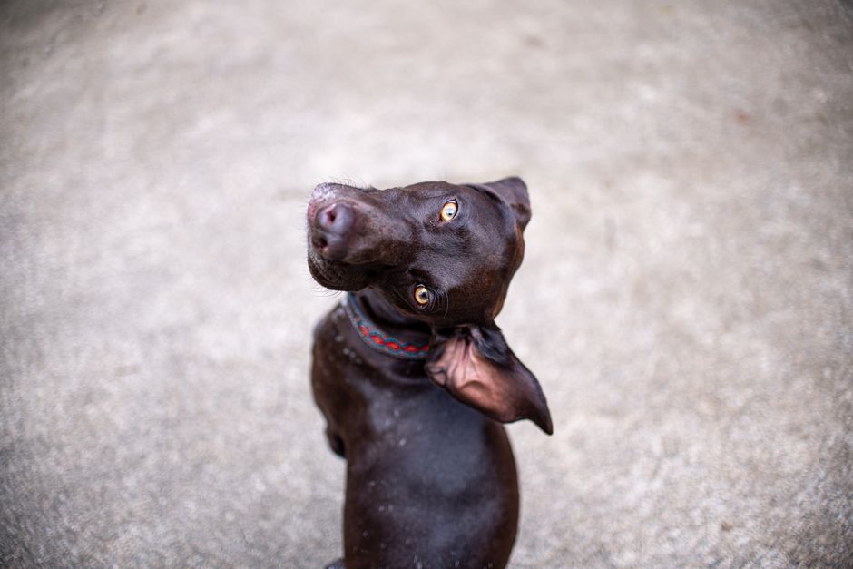 Adorable chocolate Labrador retriever looking up with curious eyes in an outdoor setting.