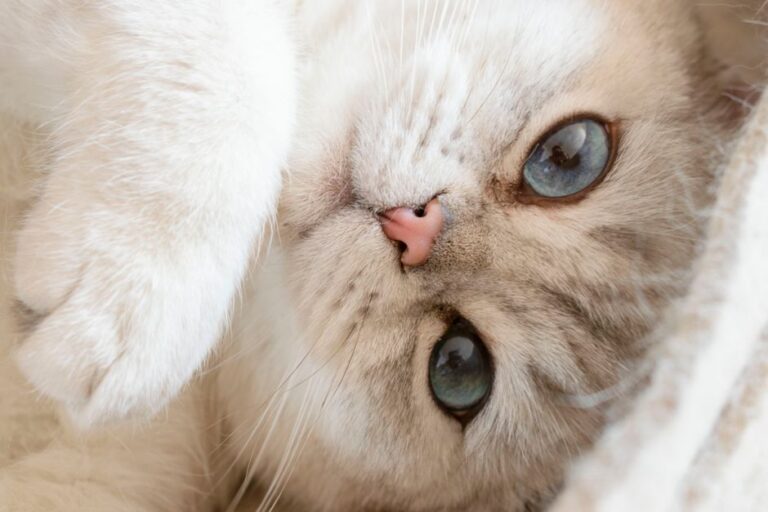 Adorable close-up shot of a fluffy white cat with striking blue eyes.