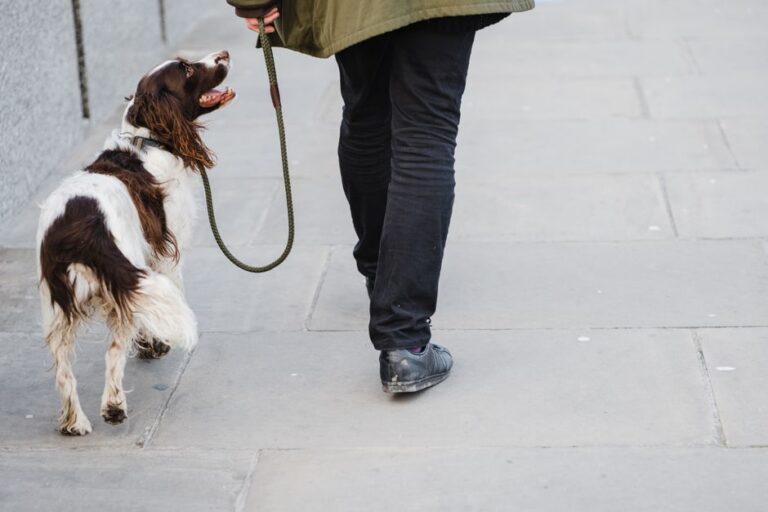 Back view of crop anonymous owner strolling on paved walkway with cure colorful Irish Red and White Setter dog on leash in city