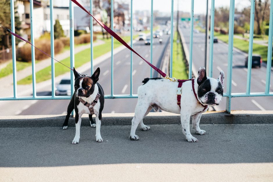Boston Terrier and French Bulldog on a bridge in Warsaw, Poland.