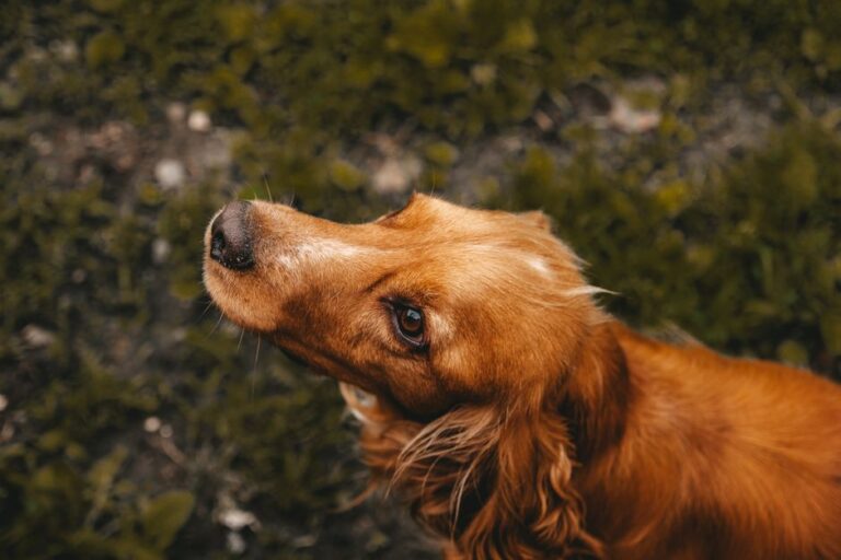 Close-up of a cute cocker spaniel dog looking upwards in a grassy area.