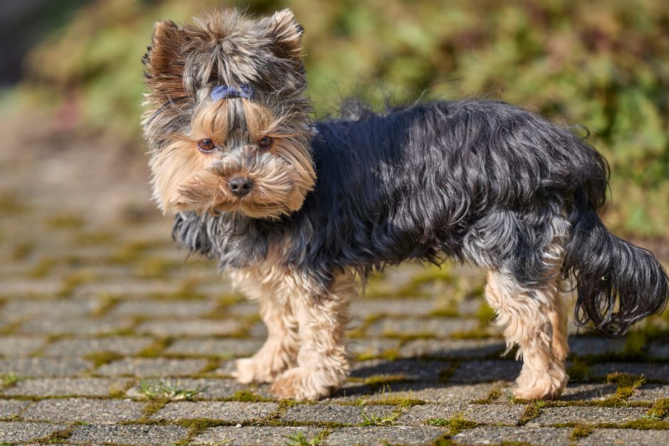 Cute Yorkshire Terrier puppy standing on a cobblestone path outdoors on a sunny day.