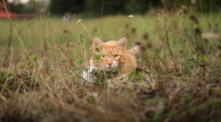 Ginger cat lying in the grassy field of Banská Bystrica, relaxing outdoors.