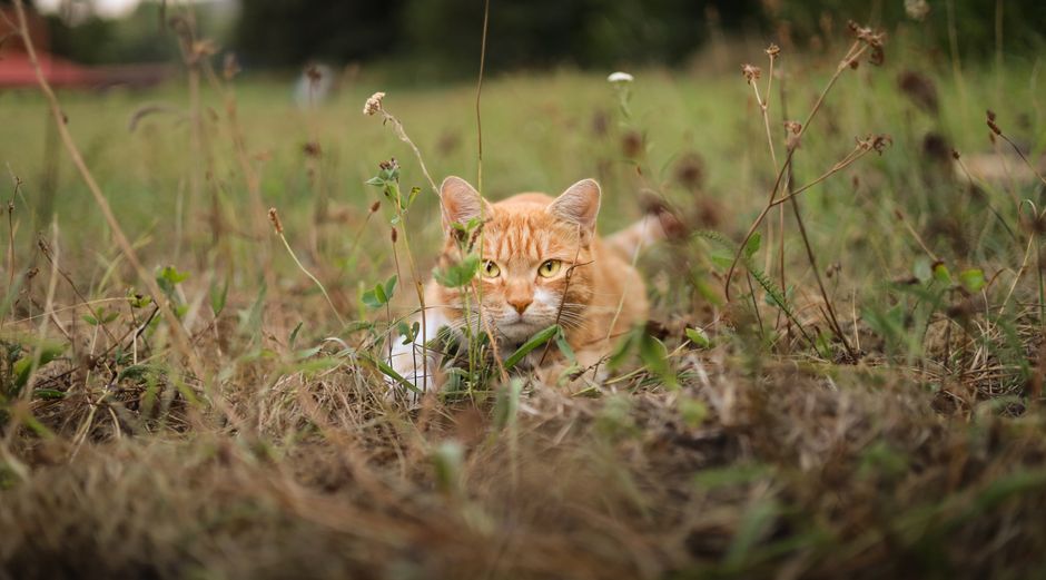 Ginger cat lying in the grassy field of Banská Bystrica, relaxing outdoors.
