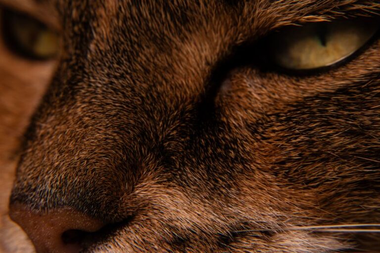 Intimate close-up of a cat's face, highlighting its fur texture and expressive eyes.