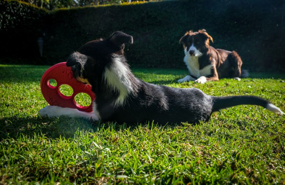 Two Border Collies play with a red toy on green grass, enjoying a sunny day.