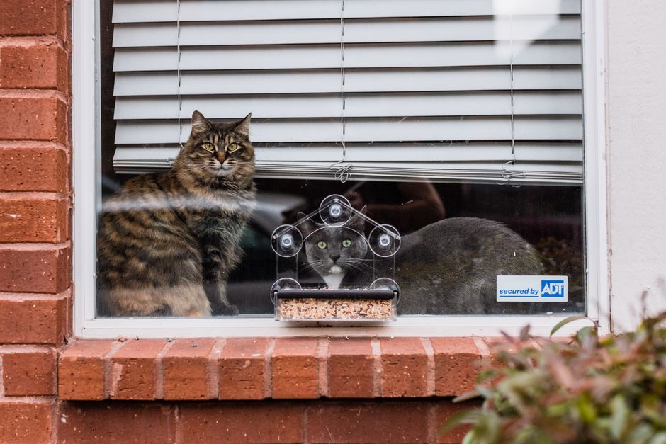 Two cats sitting by a window watching birds on a feeder, behind a brick facade.