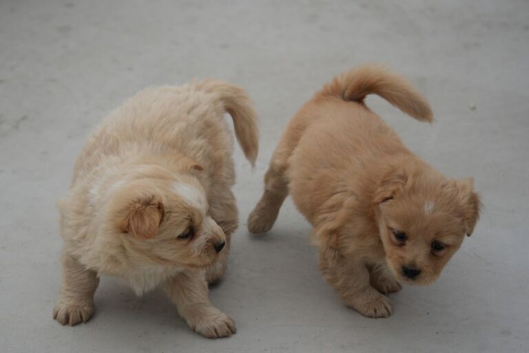 Two cute fluffy puppies playing on a smooth surface, showcasing playful and joyful behavior.