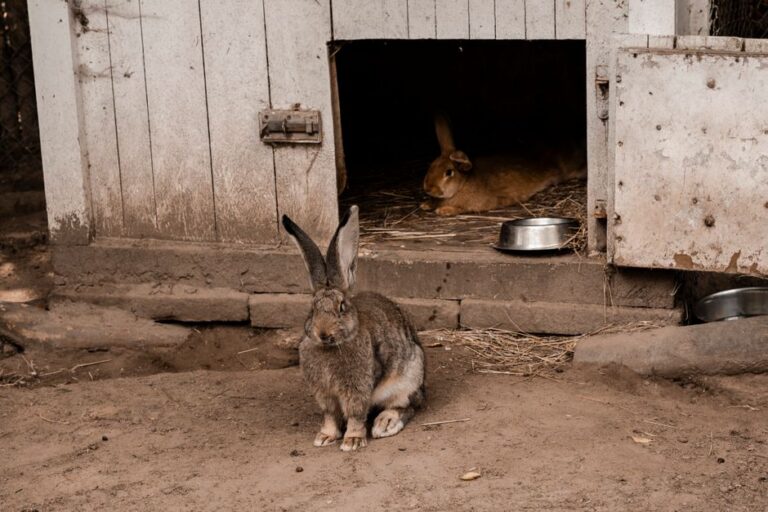 Two rabbits in a cozy outdoor hutch, one outside and one relaxing inside.