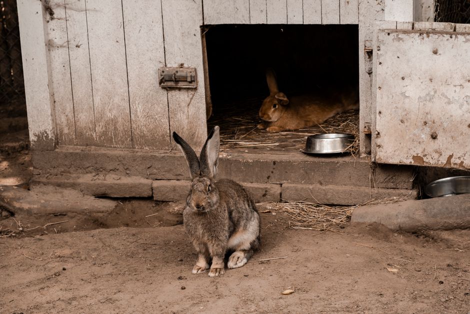Two rabbits in a cozy outdoor hutch, one outside and one relaxing inside.