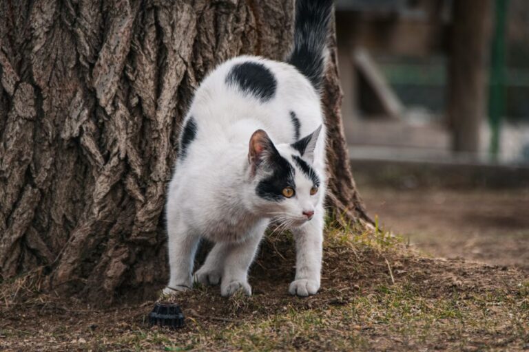 A black and white domestic cat stands alert beside a tree outdoors.