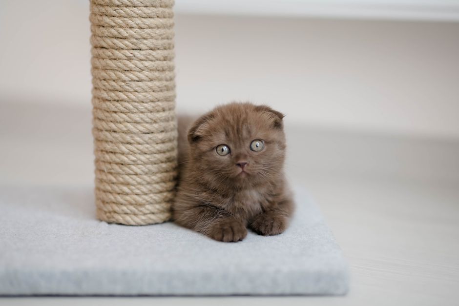 A cute brown kitten sits beside a scratching post indoors, showcasing its fluffy fur and playful eyes.