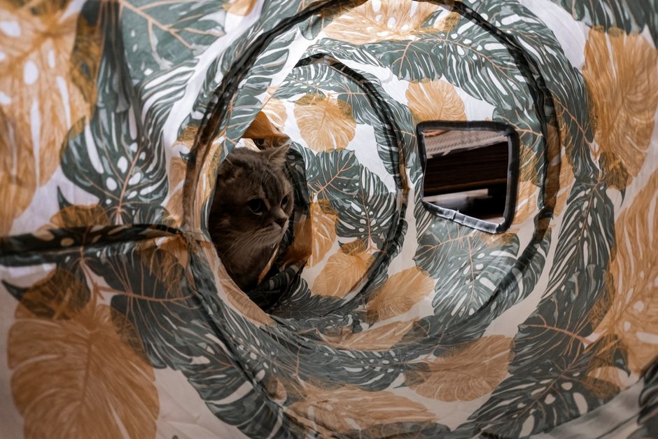 A cute grey cat peeks through a tropical-patterned play tunnel indoors, showcasing its playful nature.