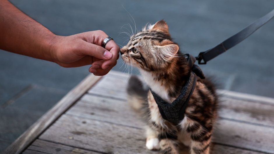 A cute tabby kitten wearing a harness sniffs a human hand outdoors on wooden planks.