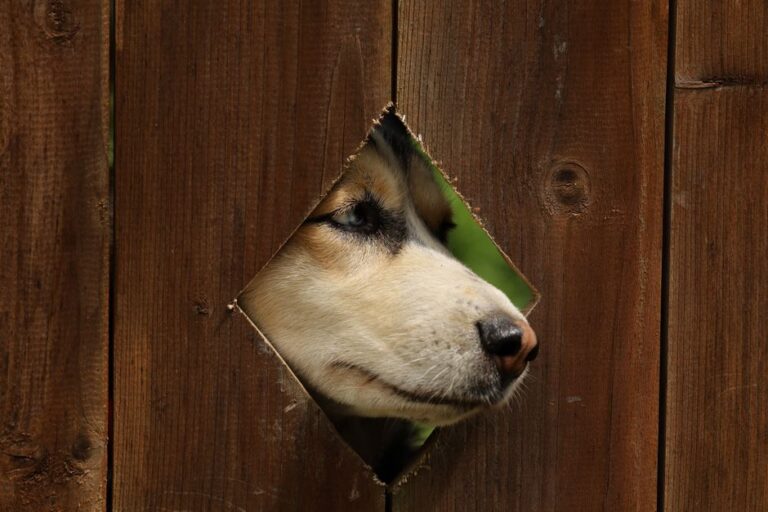 A dog curiously peeks through a diamond-shaped hole in a wooden fence.