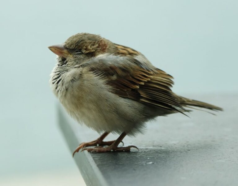 A sparrow with its feathers puffed up, resting on a surface with blurred background.