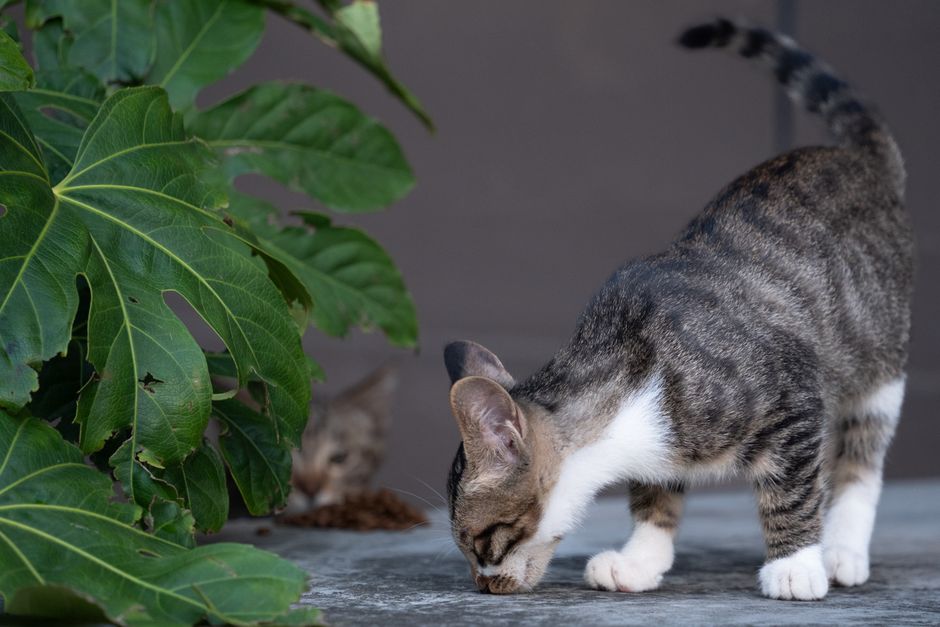A tabby cat explores on a patio with lush green fig leaves nearby, capturing curiosity and nature.