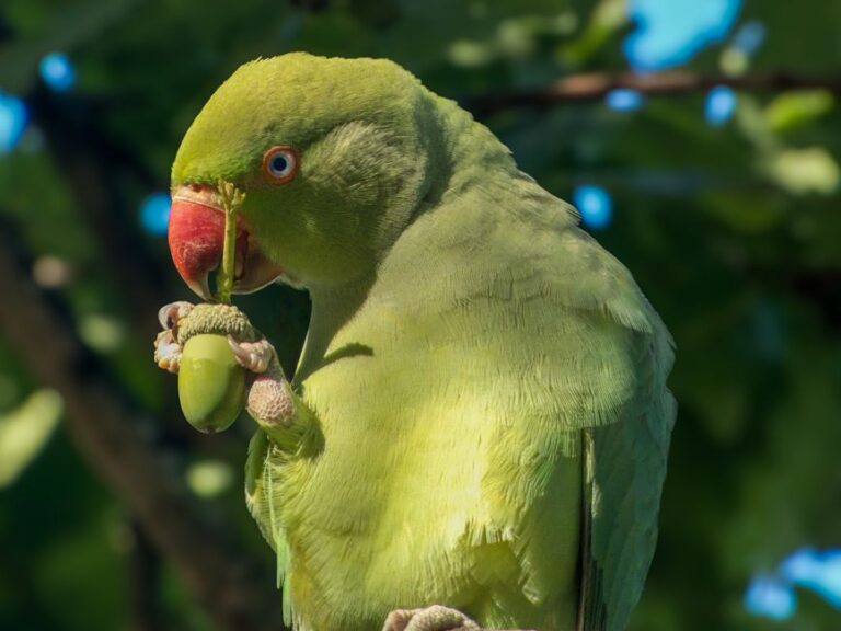 A vibrant green parakeet enjoying a fresh fruit in natural surroundings.