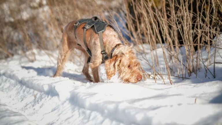 A wirehaired dog in a harness explores a snowy path, sniffing the ground in a winter landscape.