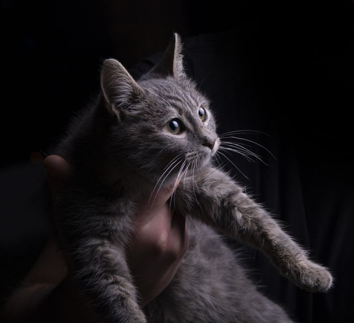 Adorable gray cat with bright eyes held gently against a dark background, showcasing its whiskers and fur.