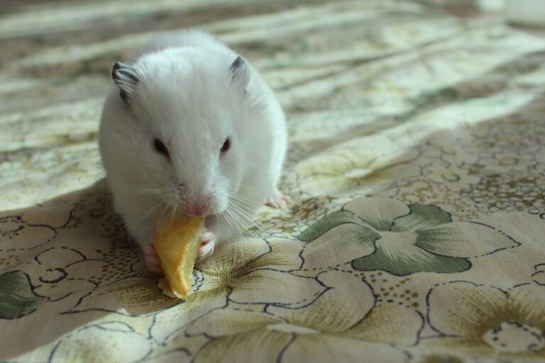 Adorable white hamster enjoys a snack on floral patterned fabric in Istanbul.