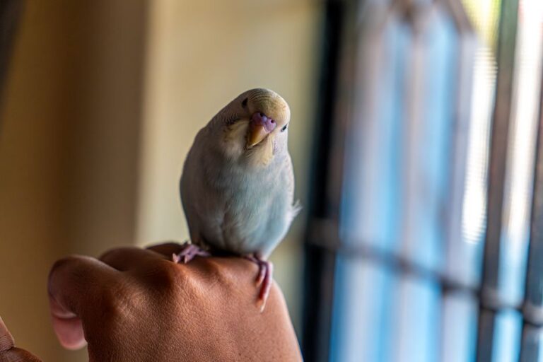 Close-up of a budgerigar sitting on a hand, indoors, with soft natural lighting.