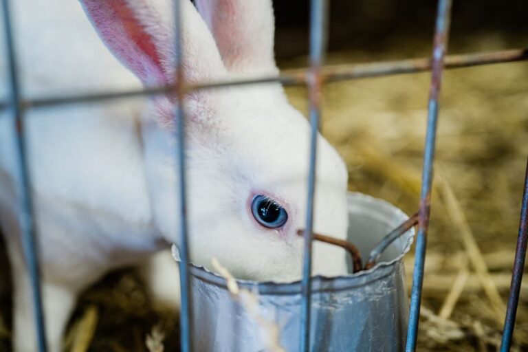Close-up of a white rabbit eating from a bowl inside a cage, showing wildlife in captivity.