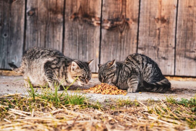 Two tabby cats enjoying a meal of dry food outdoors against a wooden backdrop.