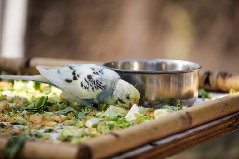 Vibrant parakeet enjoying fresh vegetables from a bamboo tray outdoors.