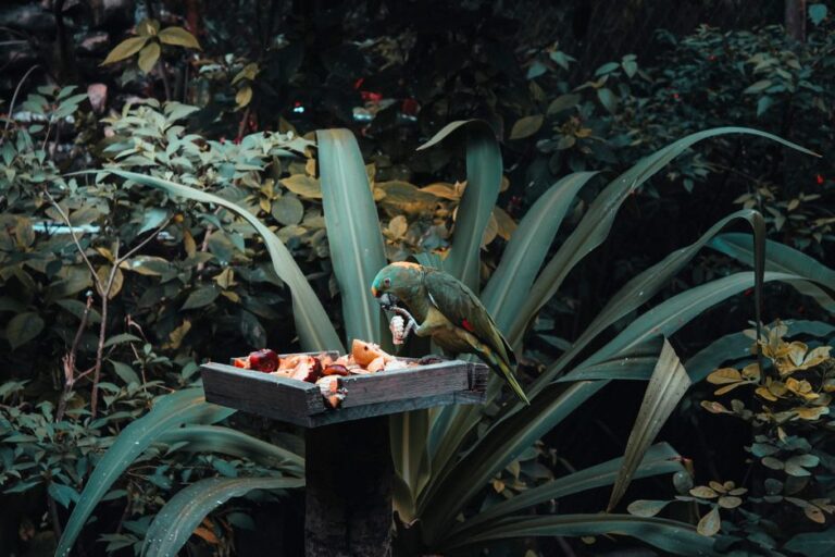 A vibrant parrot enjoys fruit on a feeder surrounded by lush jungle foliage in Mexico.