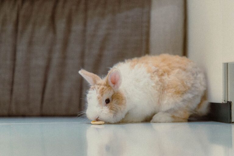 Adorable fluffy rabbit indoors nibbling on a thin biscuit atop a shiny floor.