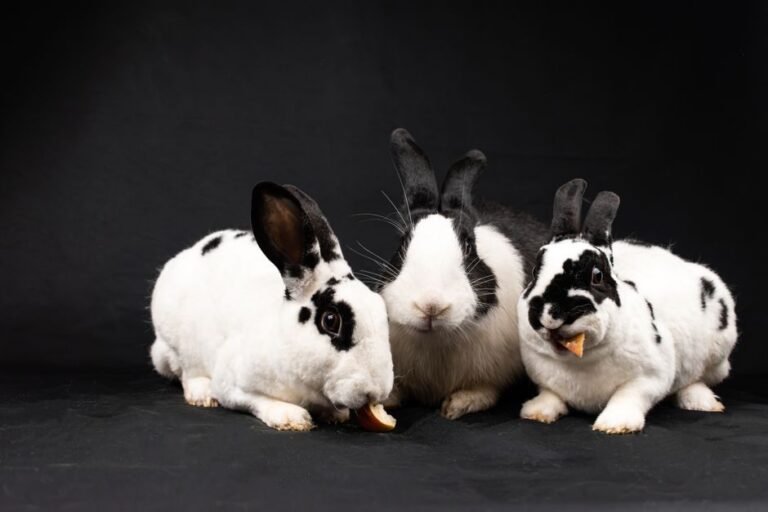 Adorable trio of black and white rabbits nibbling food on a studio set with a black background.