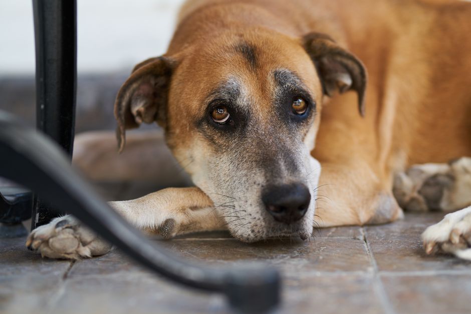 Close-up of a brown dog lounging on a tile floor, gazing intently.
