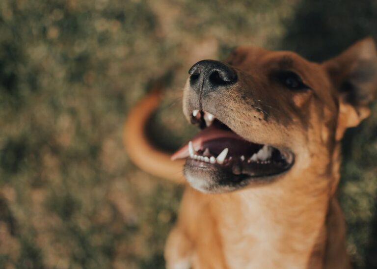 Delightful close-up of a brown dog smiling outdoors, showcasing its adorable charm.