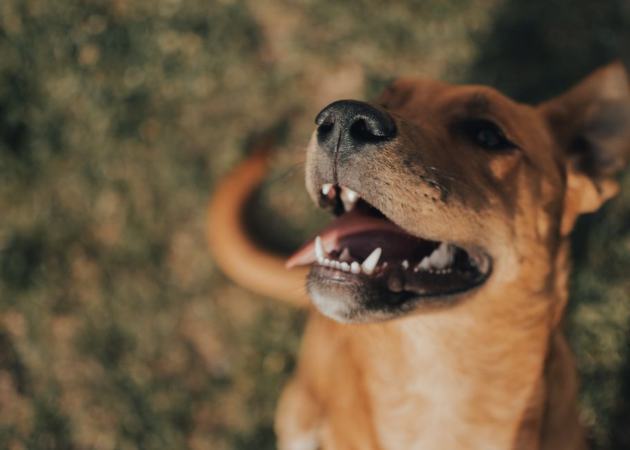 Delightful close-up of a brown dog smiling outdoors, showcasing its adorable charm.